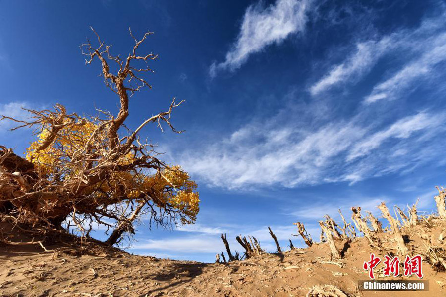 Desert poplars at sky-high altitude add color to autumn