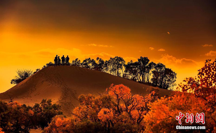 Desert poplars at sky-high altitude add color to autumn