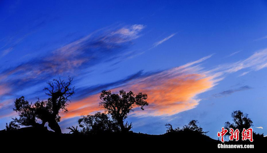 Desert poplars at sky-high altitude add color to autumn