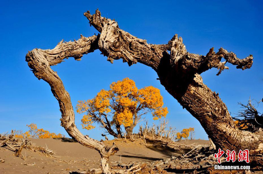 Desert poplars at sky-high altitude add color to autumn