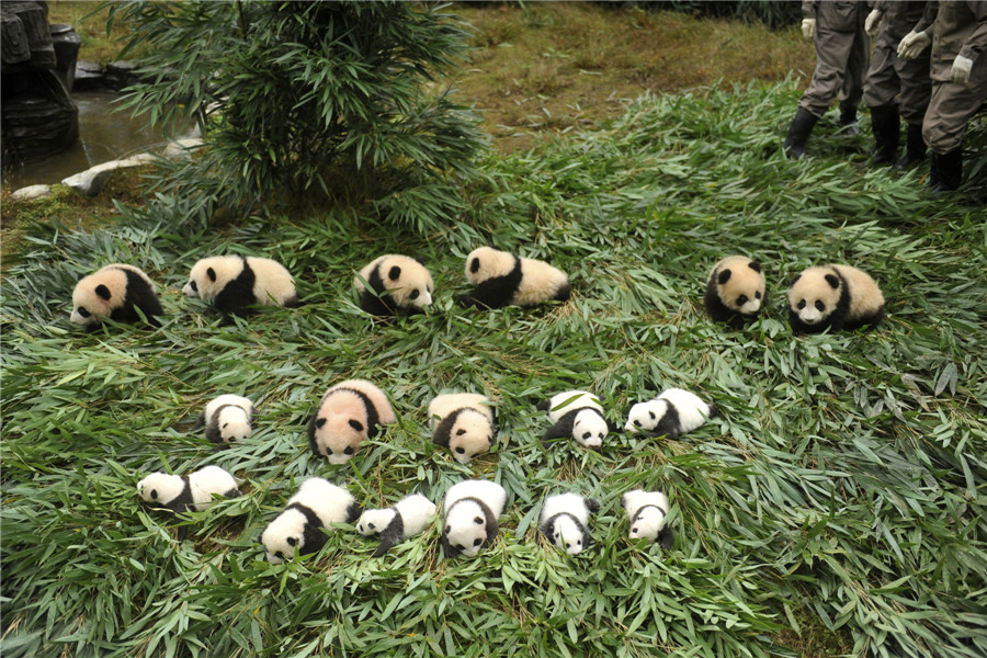 Newborn pandas get a photoshoot