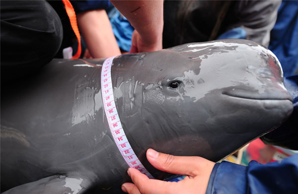 Expedition to study finless porpoises to be launched in Yangtze River