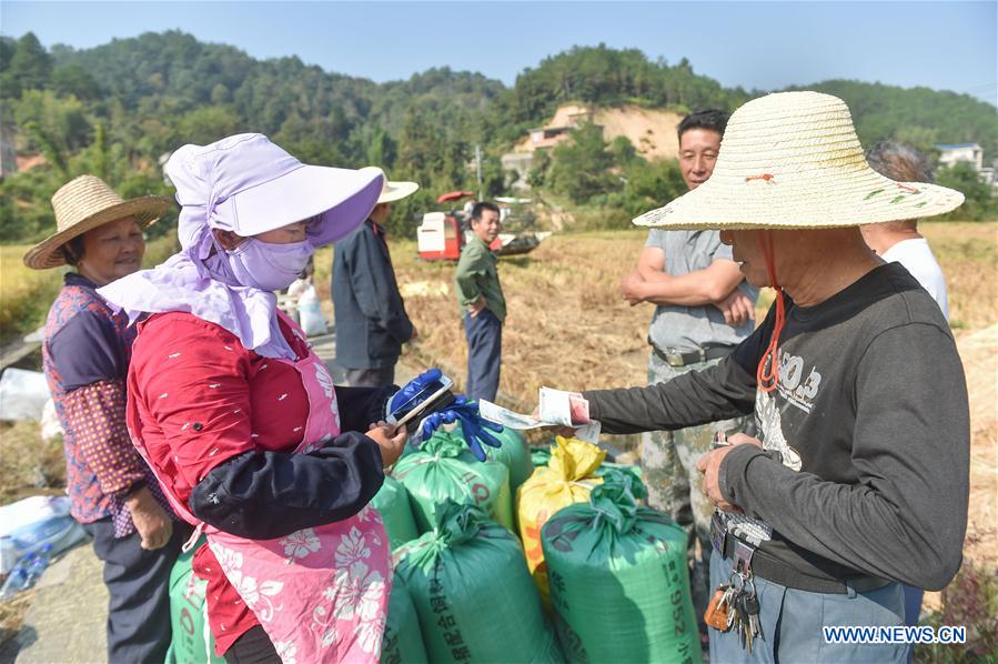 Migrant workers' life during harvest season