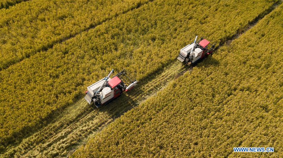 Migrant workers' life during harvest season