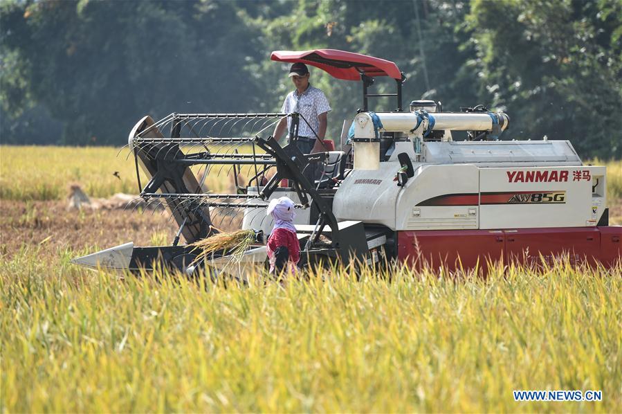 Migrant workers' life during harvest season