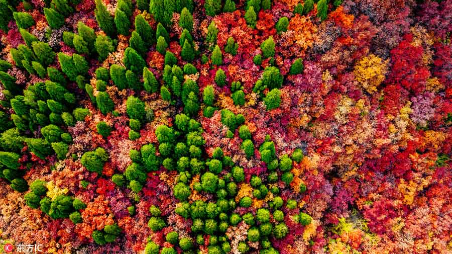 Jinan forest aflame with autumn color