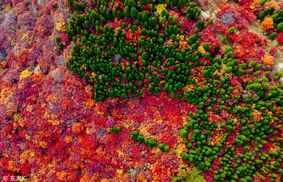 Jinan forest aflame with autumn color