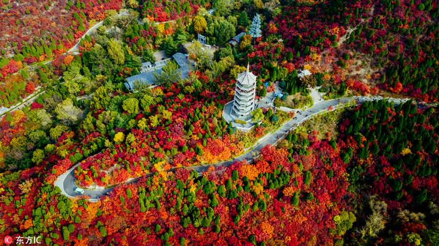 Jinan forest aflame with autumn color