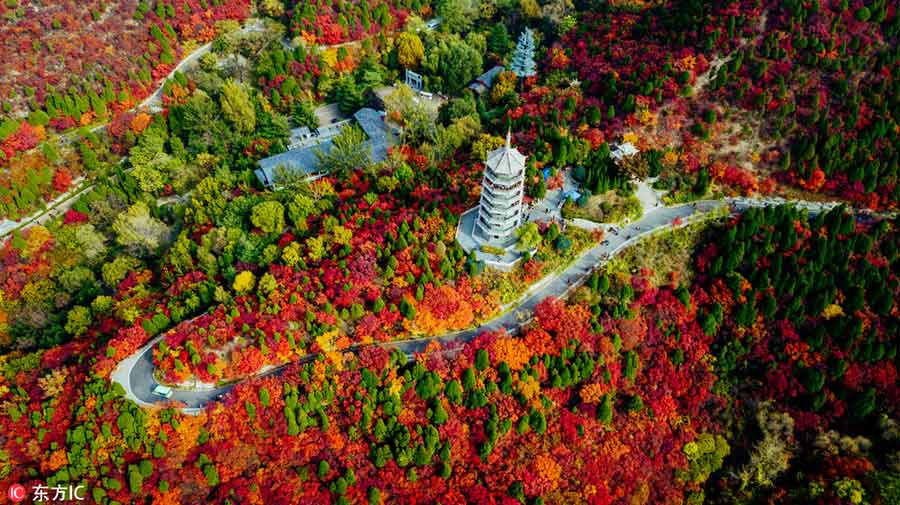 Jinan forest aflame with autumn color