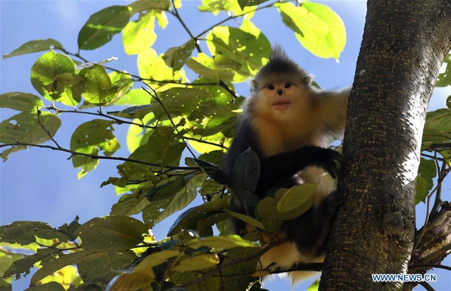 Black snub-nosed monkeys observed in S China's national park