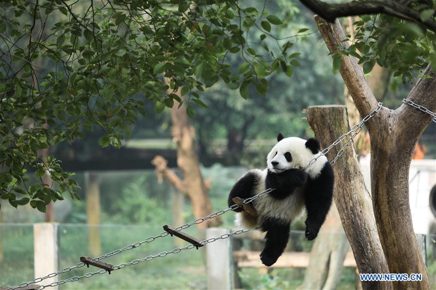 Giant pandas' happy life at Chongqing Zoo in SW China