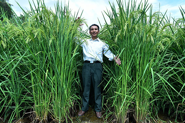 Dedication sees growth of 'super rice' yields