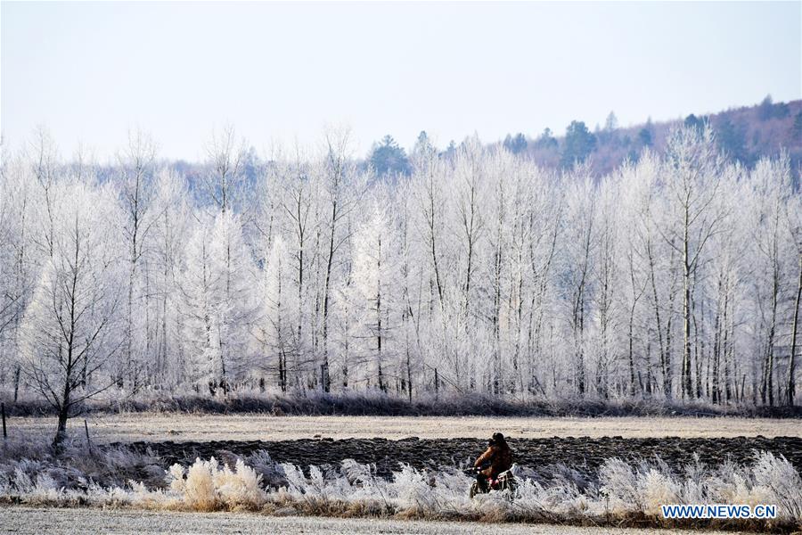 Rime scenery in Northeast China's Heilongjiang