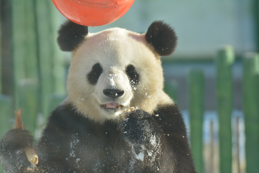 Two giant pandas enjoy first snow of winter