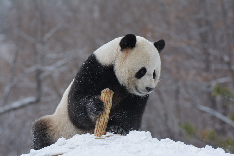 Two giant pandas enjoy first snow of winter