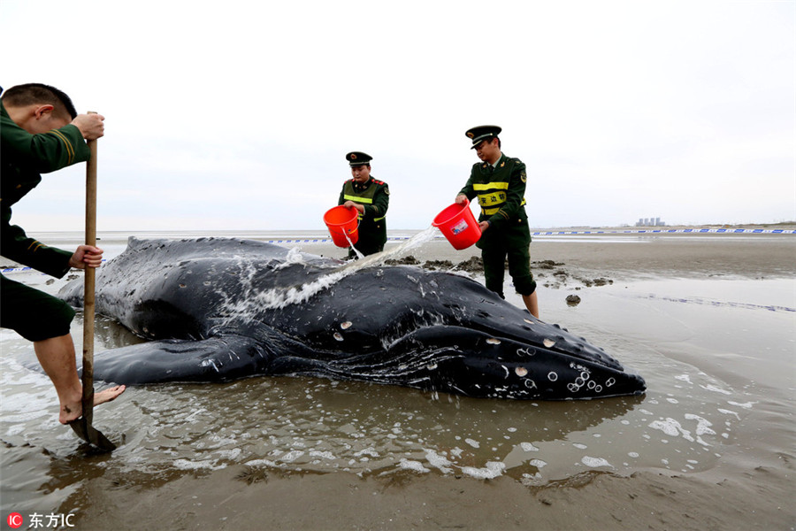 Stranded humpback rescued back to the sea