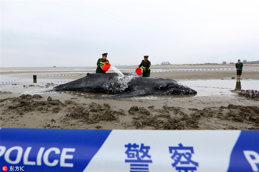 Stranded humpback rescued back to the sea