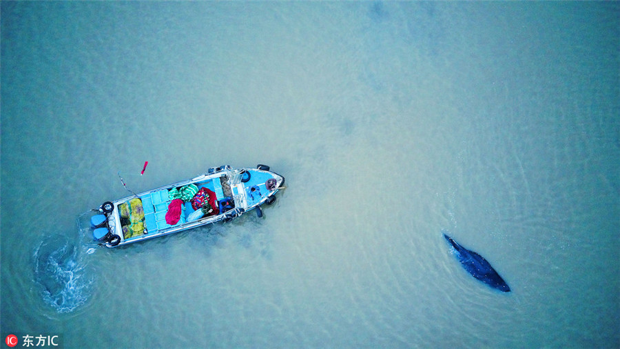 Stranded humpback rescued back to the sea