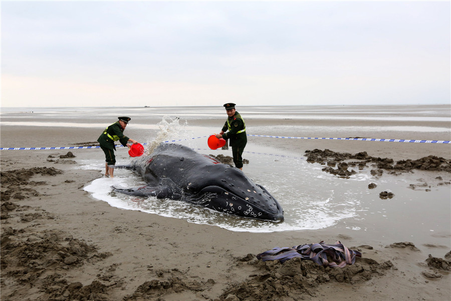 Humpback whale runs aground again after being freed from E. China beach