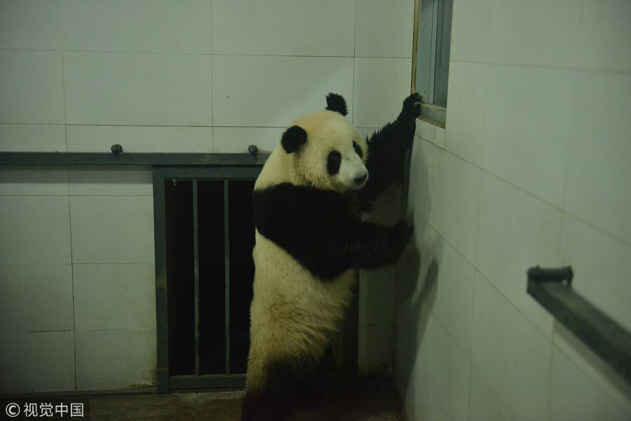 Malaysian-born panda cub returns to China