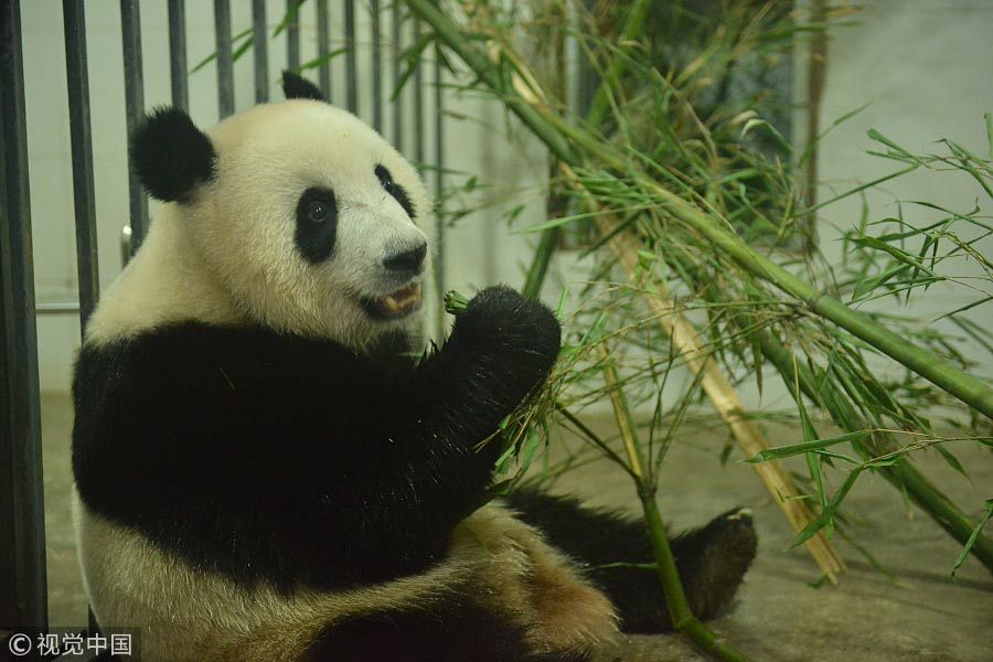Malaysian-born panda cub returns to China