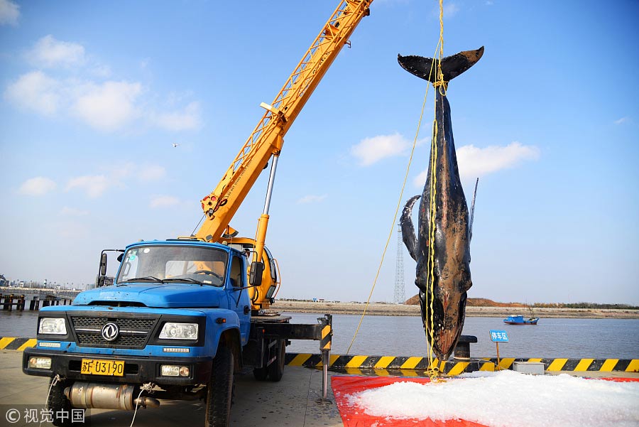 Third time unlucky: Stranded humpback whale dies