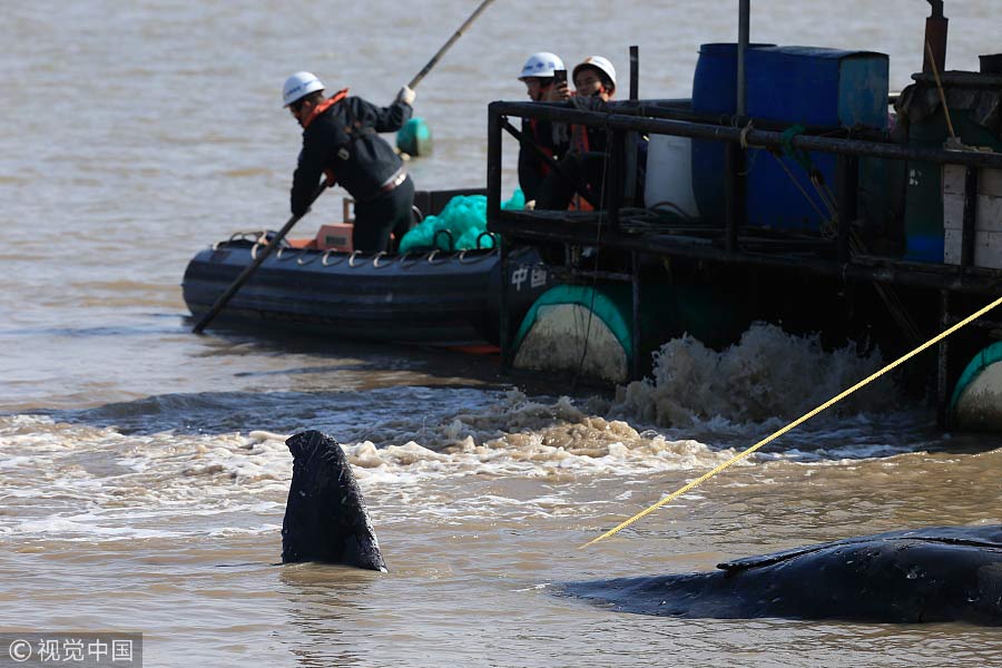 Third time unlucky: Stranded humpback whale dies