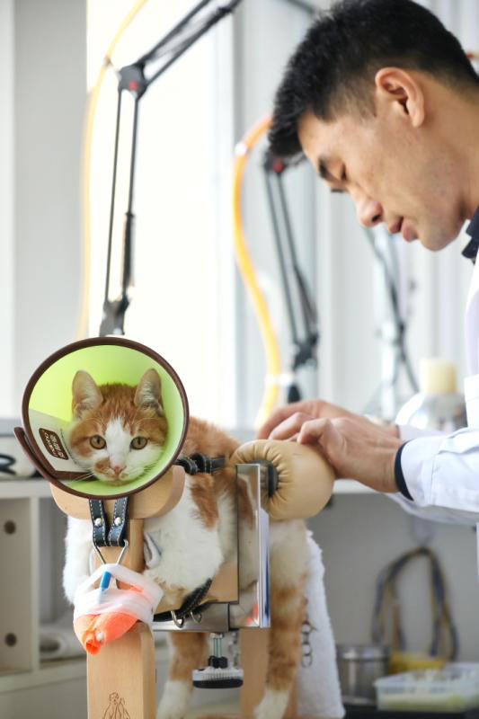 Pet hospital uses acupuncture to help animals