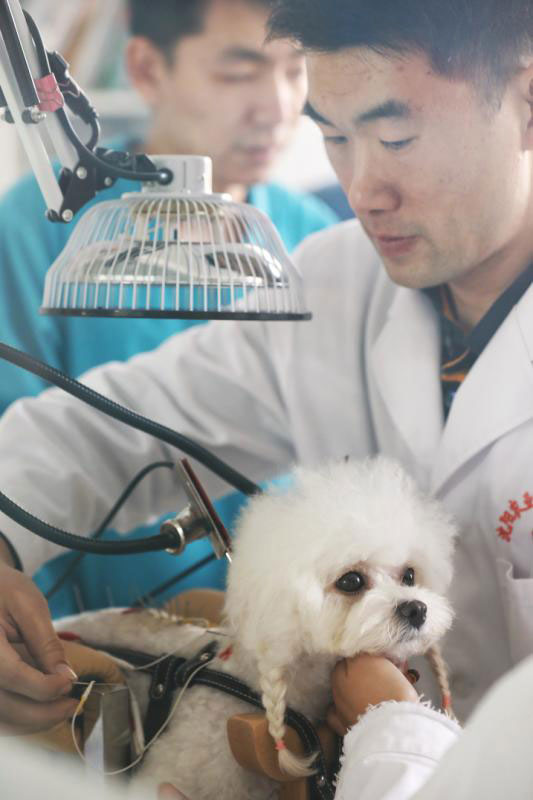 Pet hospital uses acupuncture to help animals