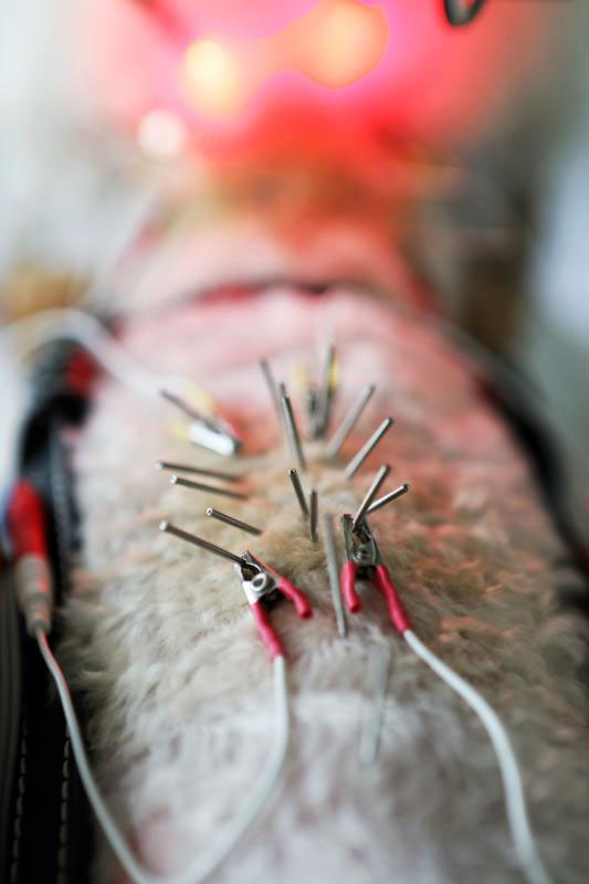 Pet hospital uses acupuncture to help animals