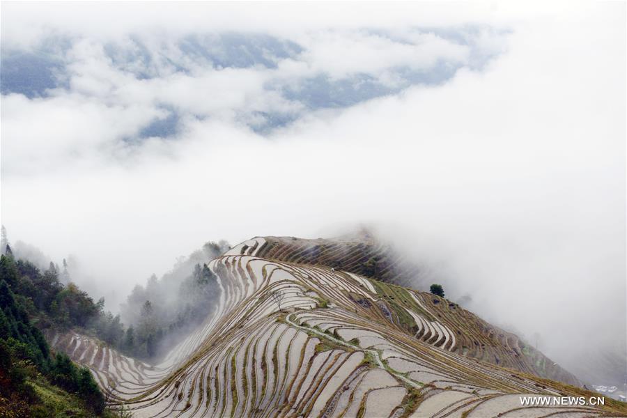 Scenery of terraced fields in South China's Guangxi