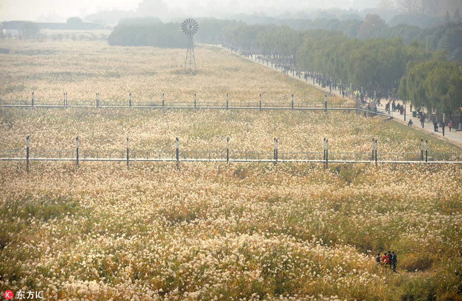 Reed Catkin Festival held in Wuhan