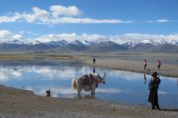 Riding yaks along the rooftop of the world