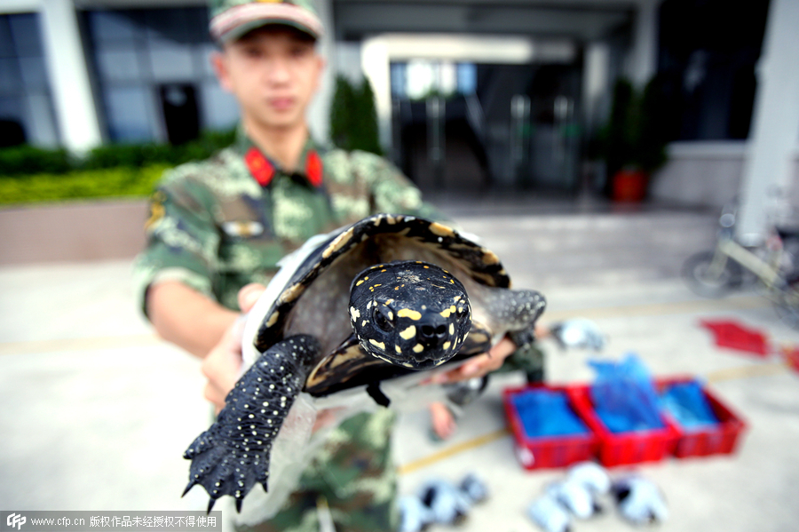 280 smuggled turtles intercepted in South China