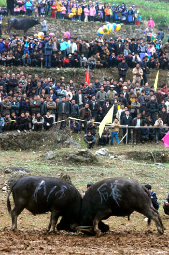 Bull-fight festival in Guizhou