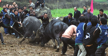 Bull-fight festival in Guizhou