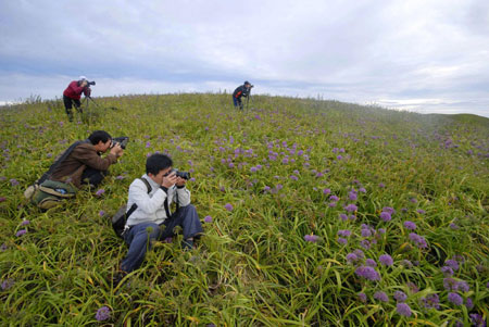Hezhang Leek Flower Tourism Festival