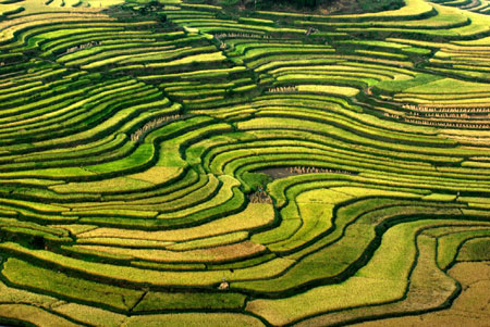 Terraced fields in Danzhai County