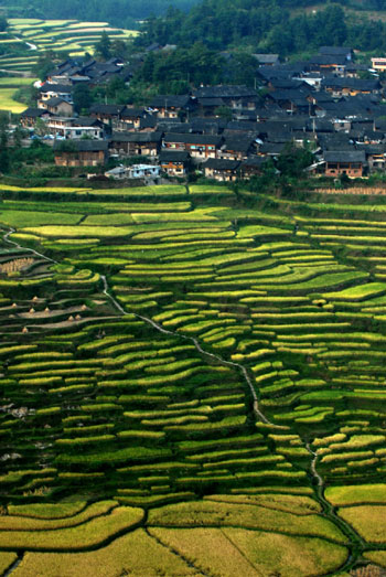 Terraced fields in Danzhai County