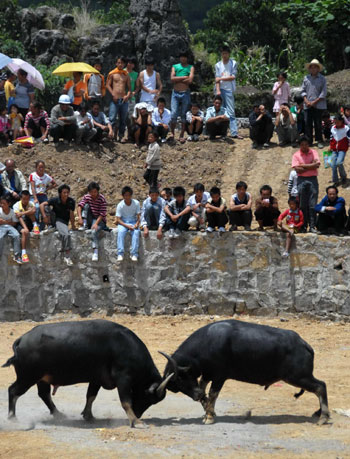 Bull fighting performance