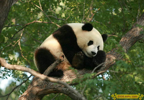 Olympic Pandas steal the spotlight