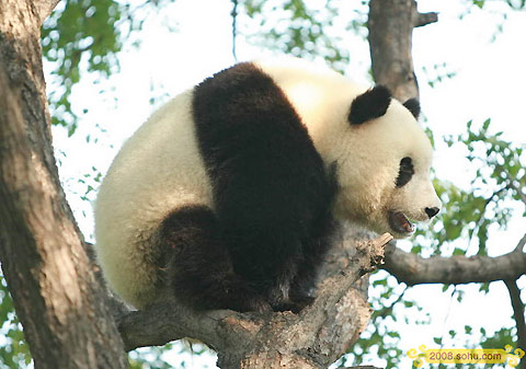 Olympic Pandas steal the spotlight