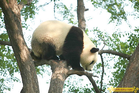 Olympic Pandas steal the spotlight