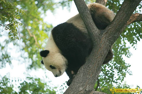 Olympic Pandas steal the spotlight