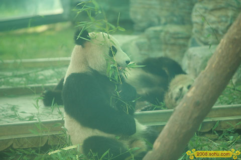 Olympic Pandas steal the spotlight