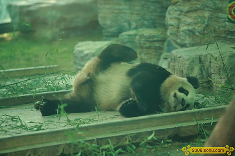 Olympic Pandas steal the spotlight