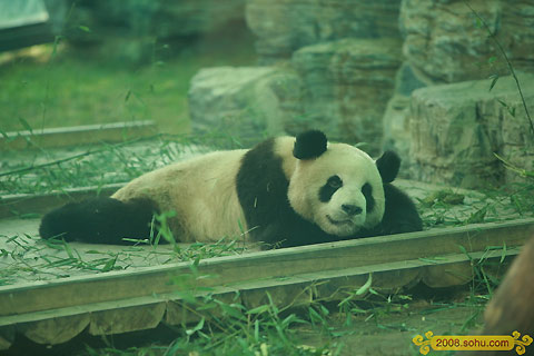 Olympic Pandas steal the spotlight