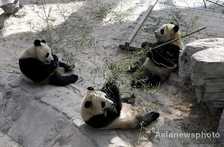 'Olympic pandas' head home