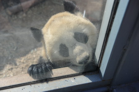 'Olympic pandas' head home