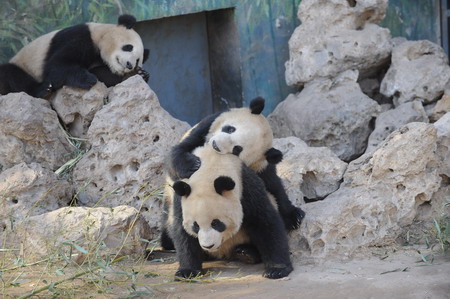 'Olympic pandas' head home